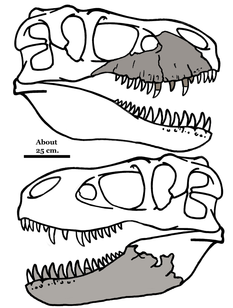 Rekonstrukce dochovaných částí lebky druhu Zhuchengtyrannus magnus. Maxila měří na délku 64 centimetrů, dochovaná část kosti zubní ve spodní čelisti potom 78 cm. Z těchto rozměrů lze usuzovat na celkovou délku těla přes 10 metrů a hmotnost nad 5000 k