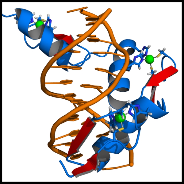 Zinkové prsty nasedají na DNA. Kredit: Thomas Splettstoesser / Wikimedia Commons.