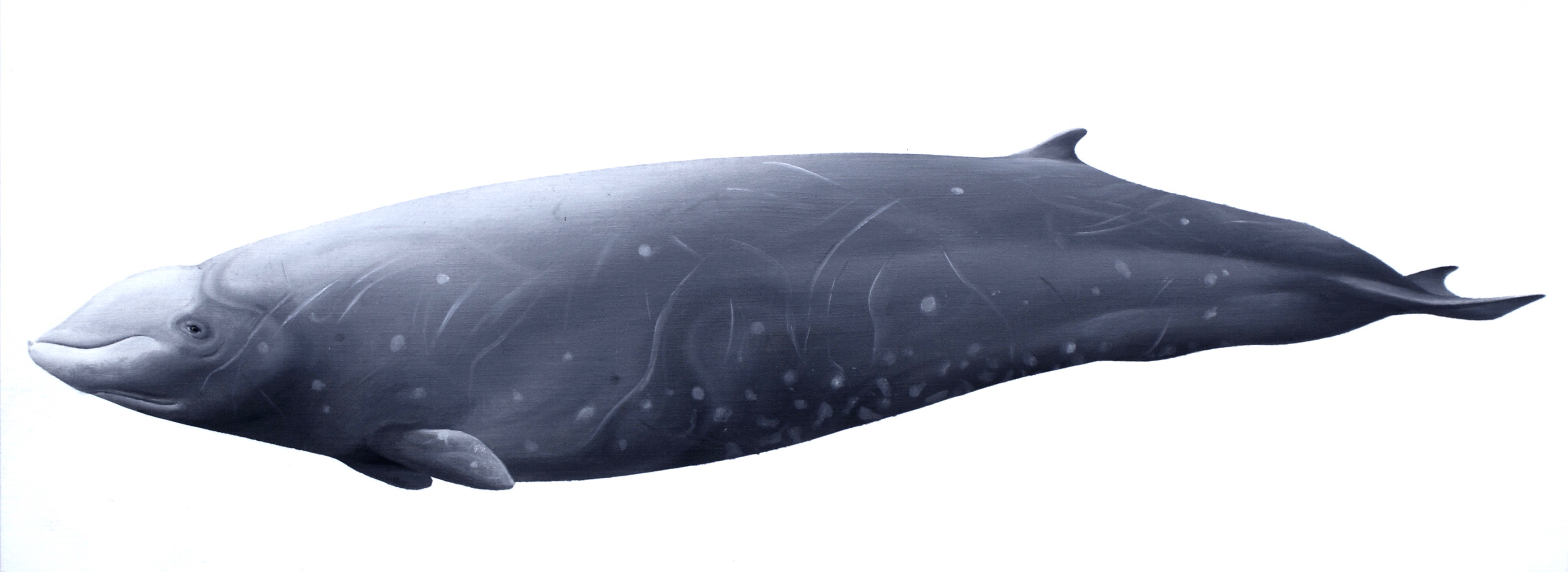 Vorvaňovec (Ziphius cavirostris). Jeden z nejlepších potápěčů zvířecí říše.  Kredit: Jörg Mazur, Wikimedia Commons CC BY-SA 4.0