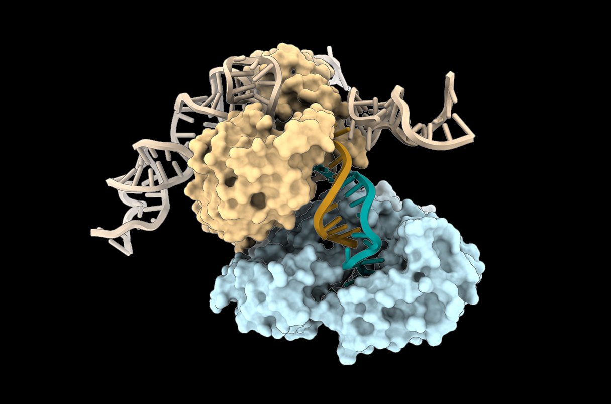 Podstata zpochybnění ústředního dogma genetického kódu: V nově objeveném bakteriálním obranném systému jsou spárované řetězce DNA (oranžové a azurové) syntetizovány dvěma enzymy: Jeden (žlutý) používá templát RNA (béžový) k vedení sestavení nukleotid