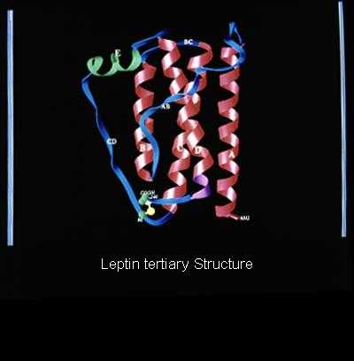 leptin molekula