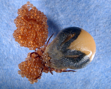 Ixodes scapularis