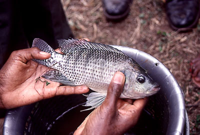 tilapia