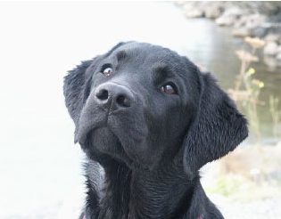 labrador