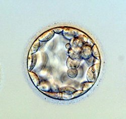 embryo