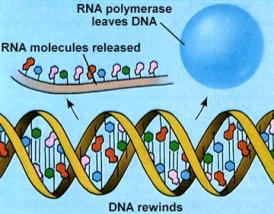 DNA