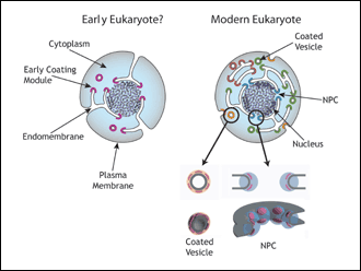 ranný eukaryot
