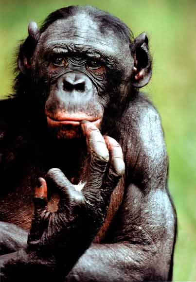 Evoluce semenogelinu je u promiskuitních šimpanzů bonobo nejrychlejší.