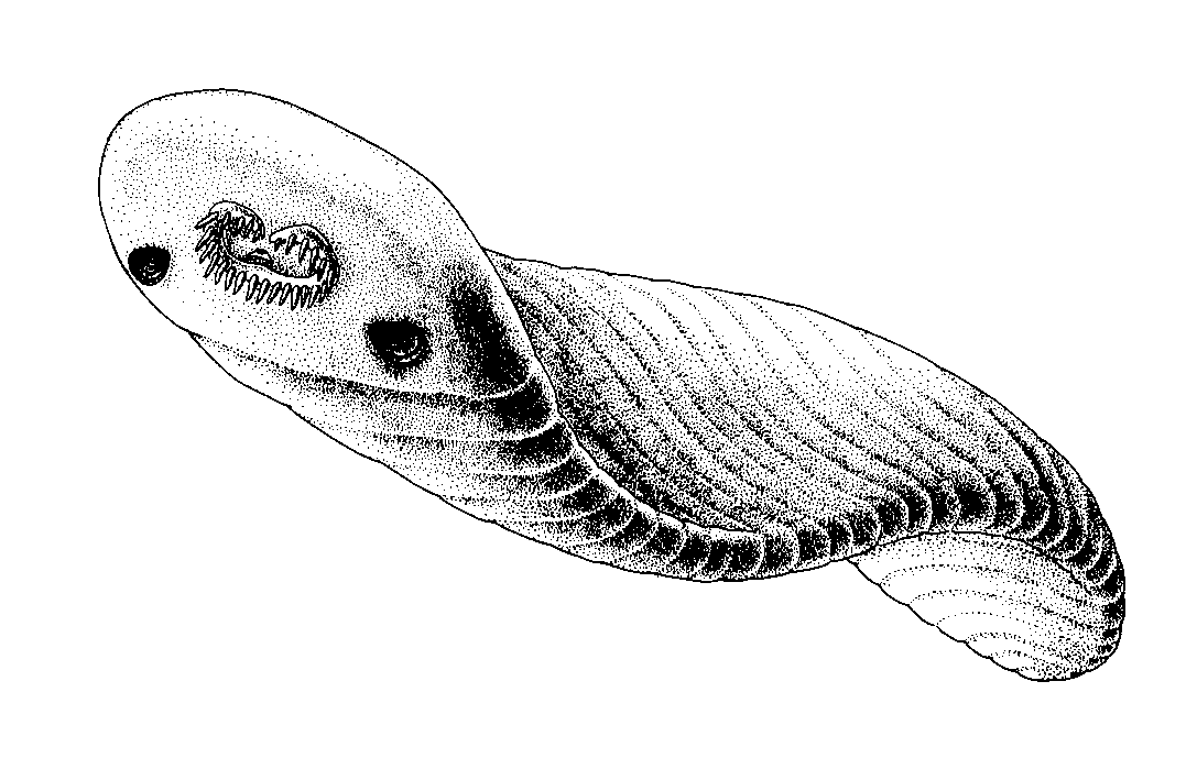 Odontogriphus. Do třetice Burgess Shale. Neplést s oživlým toaletním papírem. Zatím fylogeneticky zcela záhadný, občas se vedou nejasné řeči o tom, že by to snad mohl být bazální chordát.