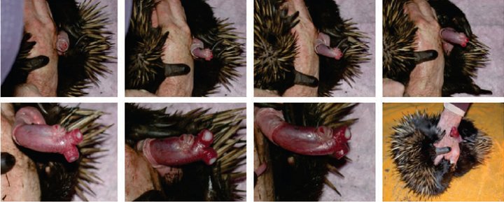 Erekce a ejakulace samce ježury