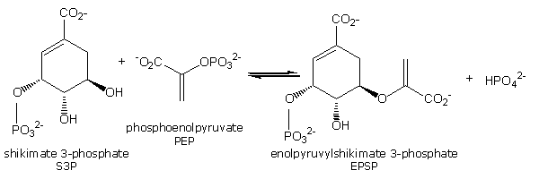 enzym EPSPS