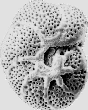 Foraminifera 