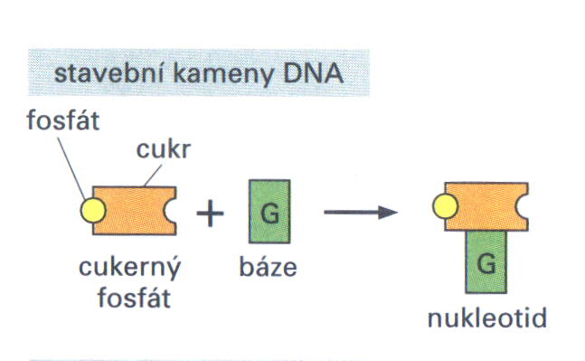 nukleotid