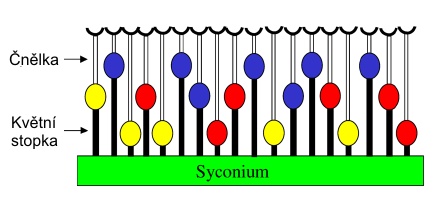 Schema květů