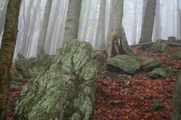 Les na Šumavě. Národní park, ale stejně je prázdný. Kredit: NP Šumava.