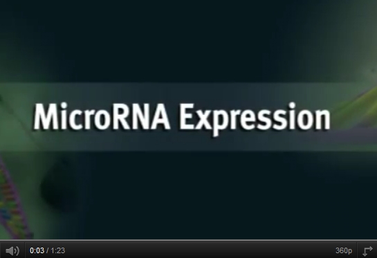 MikroRNA dokáže zablokovat tvorbu proteinů
