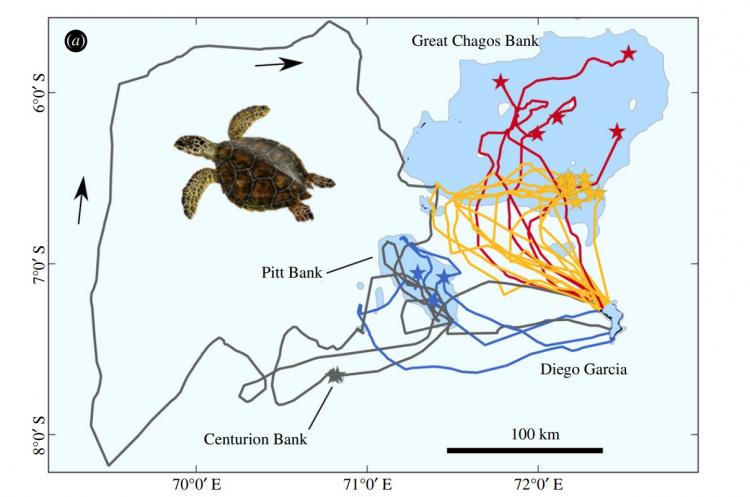 Trajektorie 22 mořských želv karet pravých z hnízdních pláží na ostrově Diego Garcia do míst, kde hledají potravu v oblastech atolů Great Chagos Bank, Pitt Bank a Centurion Bank. Hvězdičky označují místo dlouhodobého setrvání. Barvy slouží pouze k lepší p